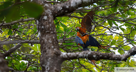 Two macaws in a tree.