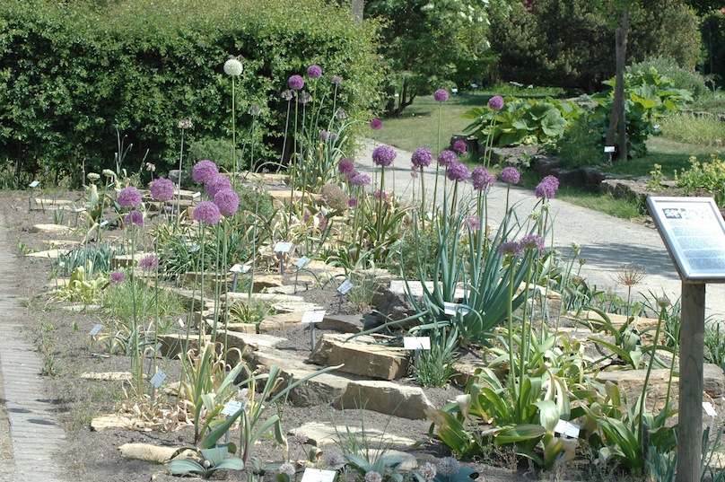 Allium border