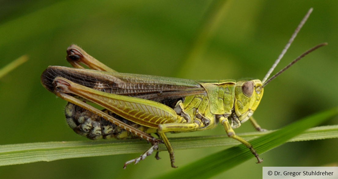 Eine Heuschrecke auf einem Grashalm, © Dr. Gregor Stuhldreher