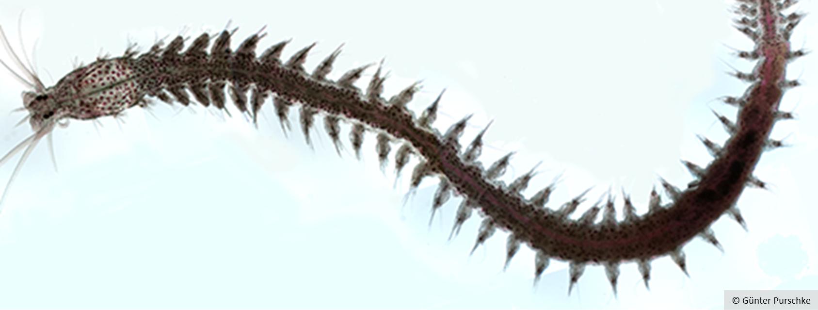Platynereis dumerilii, © Günter Purschke Platynereis dumerilii, © Günter Purschke
