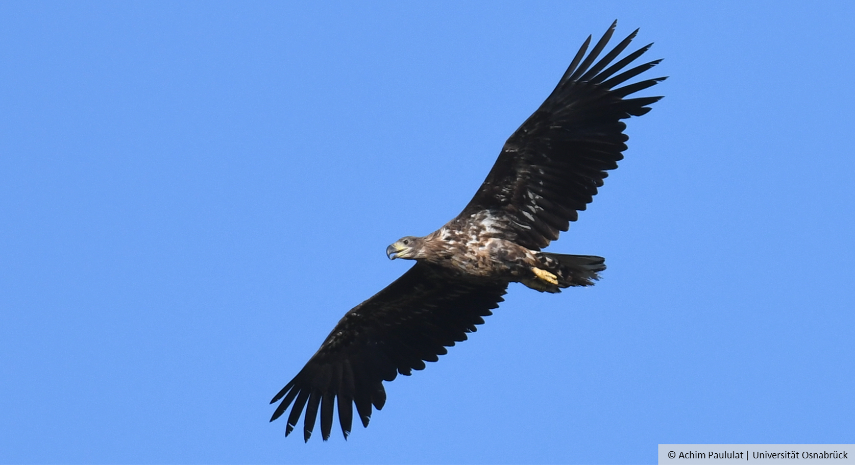 Ein Seeadler im Flug © Achim Paululat