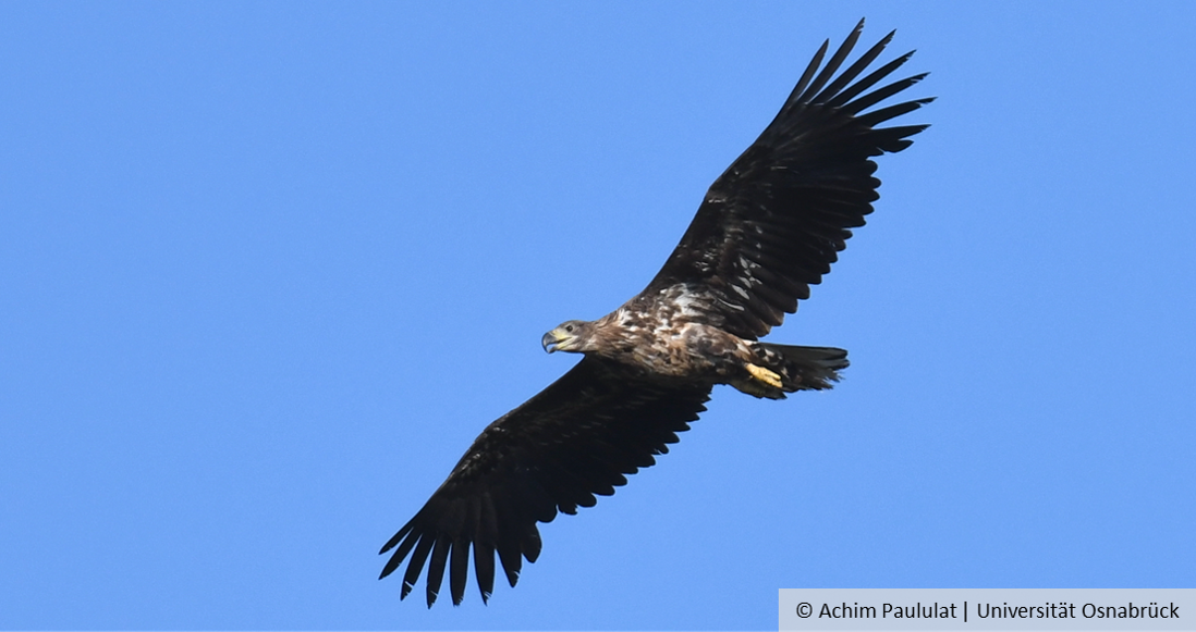 Ein fliegender Seeadler © Achim Paululat