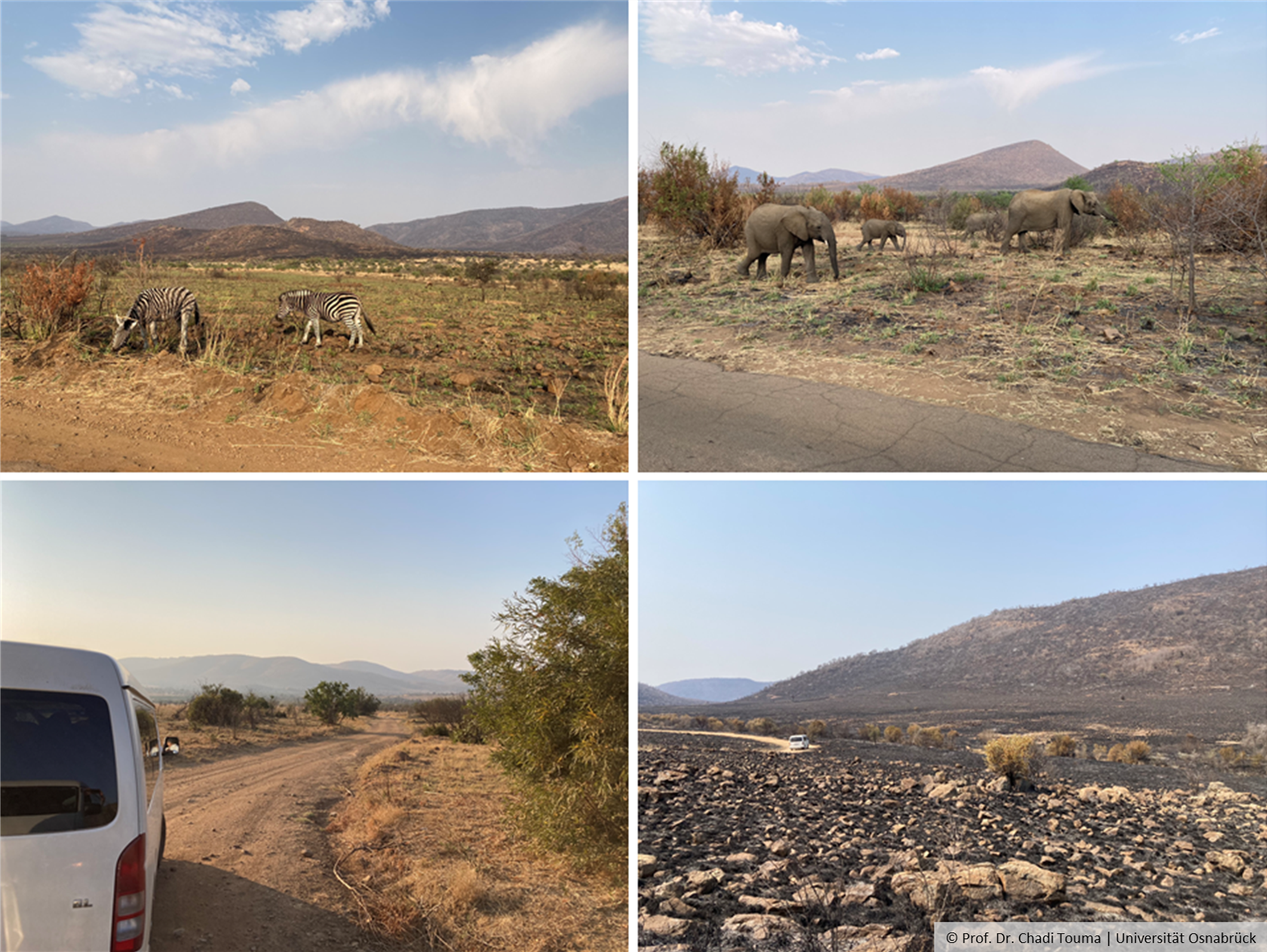 Eine Collage aus vier Bildern: Bild 1: Grasende Zebras; Bild 2: Elefanten unterschiedlichen Alters; Bild 3: Ein Geländewagen auf einer Schotterstraße; Bild 4: Eine verbrannte Landschaft;
