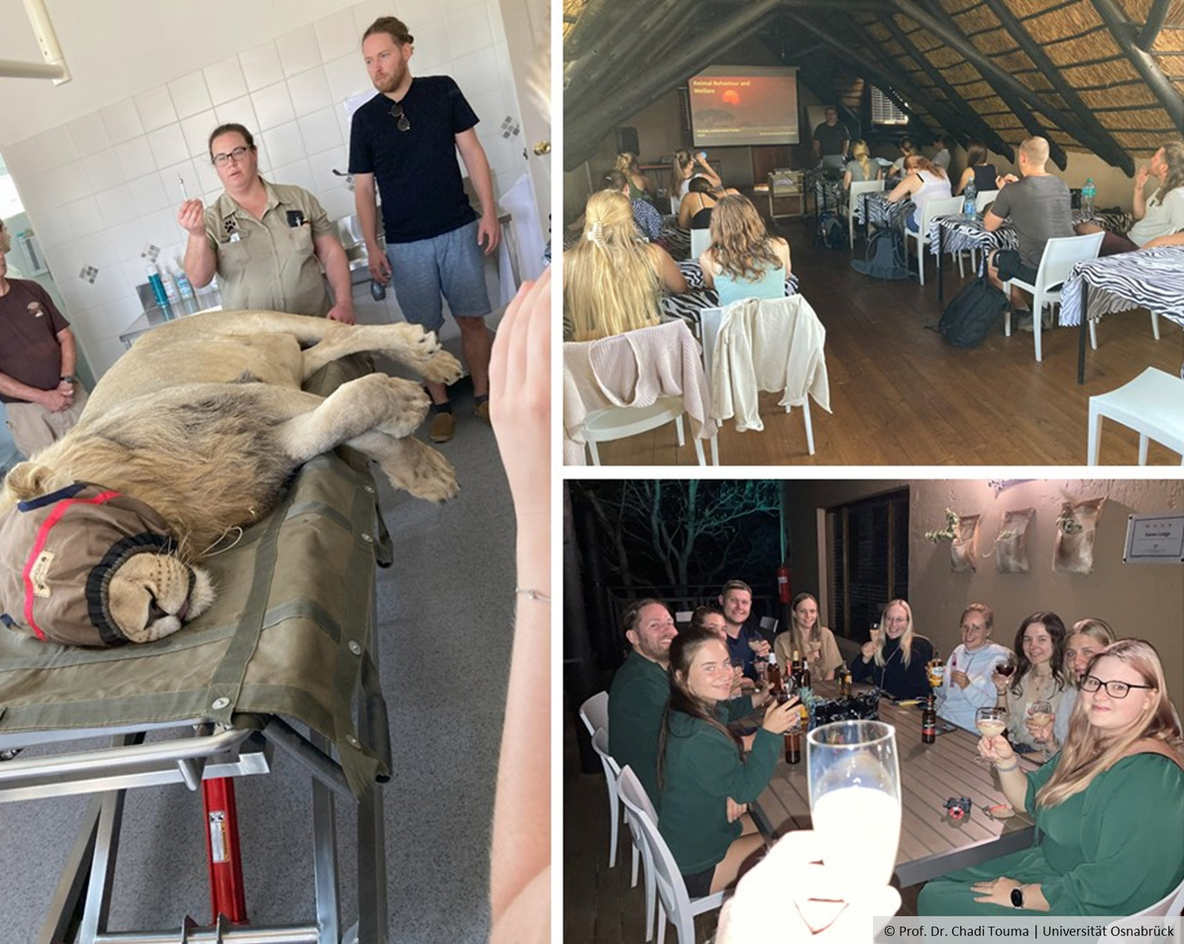 three images combined; image 1: Behind a sleeping lion stands a person with a syringe in his hand; image 2: Seated people listening to a lecture; image 3: A group of people with drinks in their hands smile at the camera;