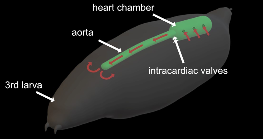 A schematic illustration of a fruit fly larva labeled “3rd larva”; arrows with the terms “heart chamber”, “aorta” and “intercardiac valves” point to the elongated green heart. A schematic illustration of a fruit fly larva labeled “3rd larva”; arrows with the terms “heart chamber”, “aorta” and “intercardiac valves” point to the elongated green heart.