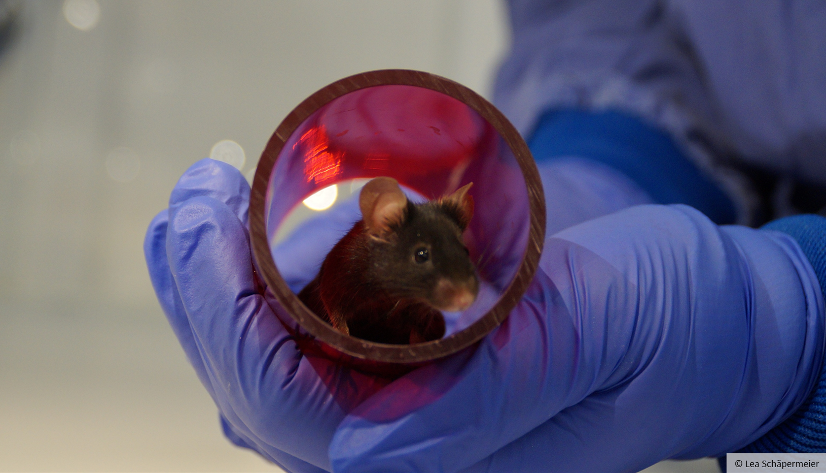 Eine schwarze Maus sitzt in einer roten, leicht durchsichtigen Plastikröhre, die von einer Hand in einem blauen Latex-Handschuh gehalten wird. 