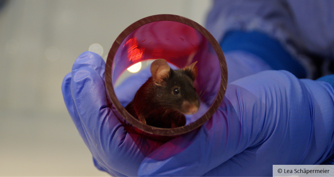 A black mouse sits in a red, slightly transparent plastic tube, held by a hand in a blue latex glove.