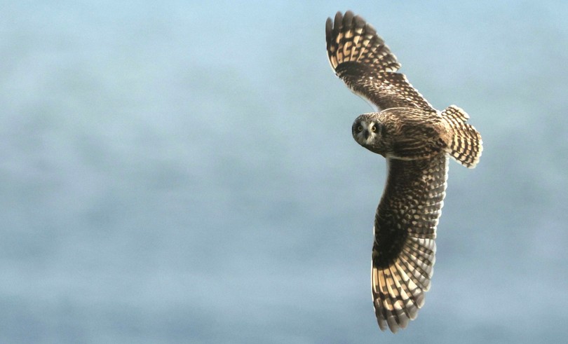 A brown owl flies against a grey-blue sky.