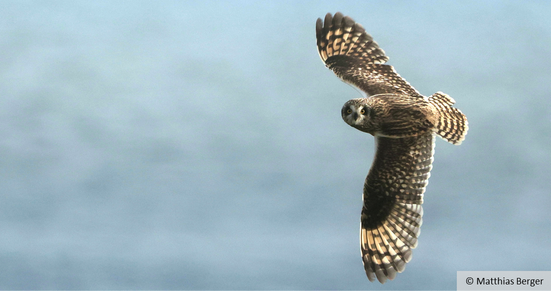 A brown owl flies against a grey-blue sky.