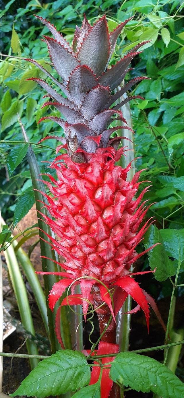 Pineapples Pineapples