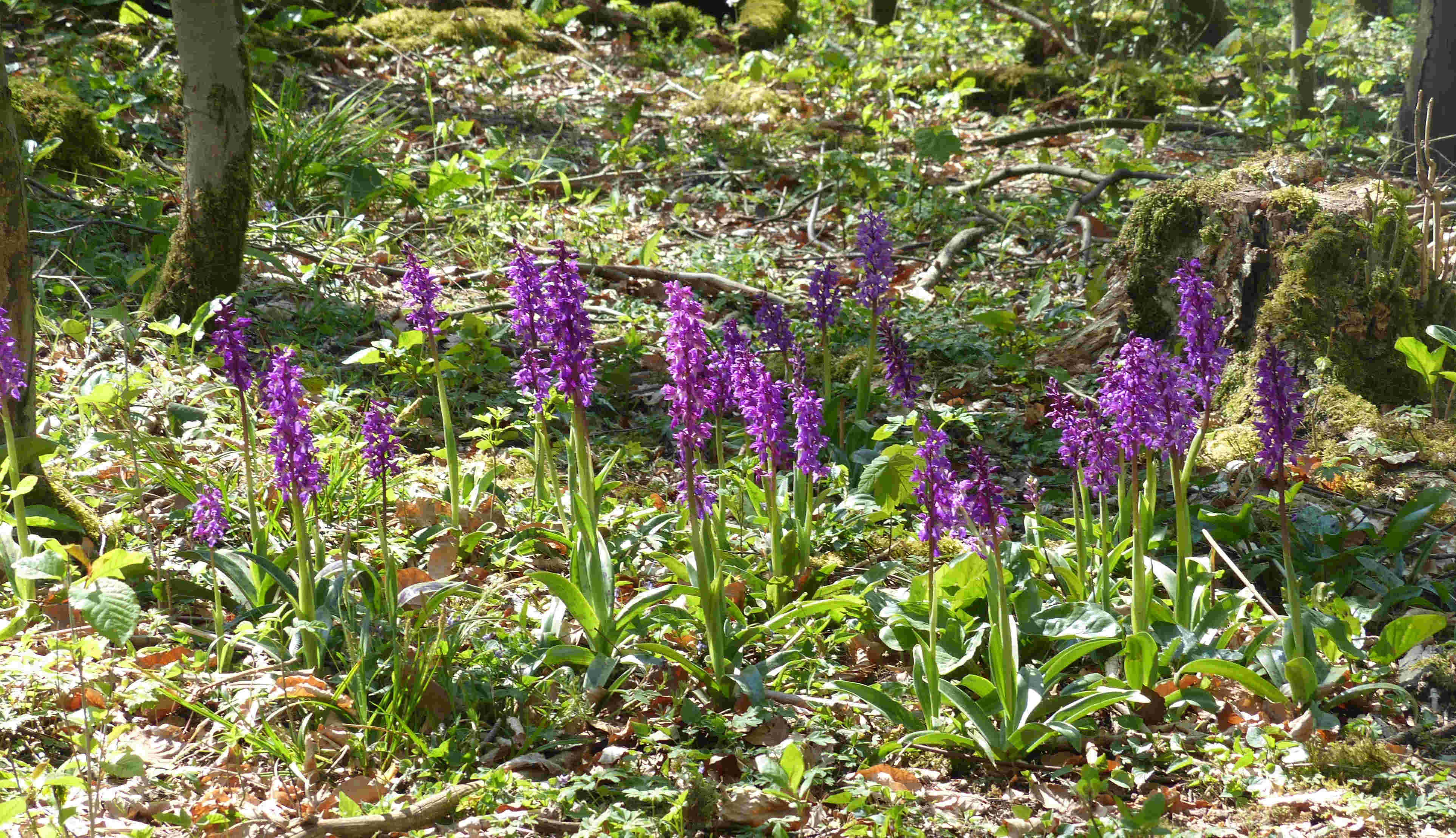 Manns-Knabenkraut (Orchis mascula) aus dem Teutoburger Wald © W. Bleeker