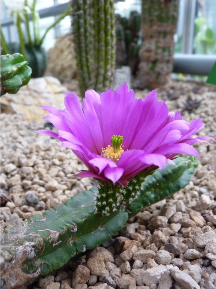 blossoming cactus