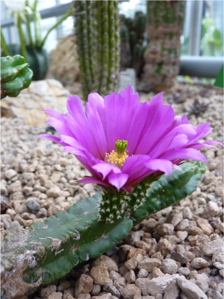 Kakteenblüte Kakteenblüte