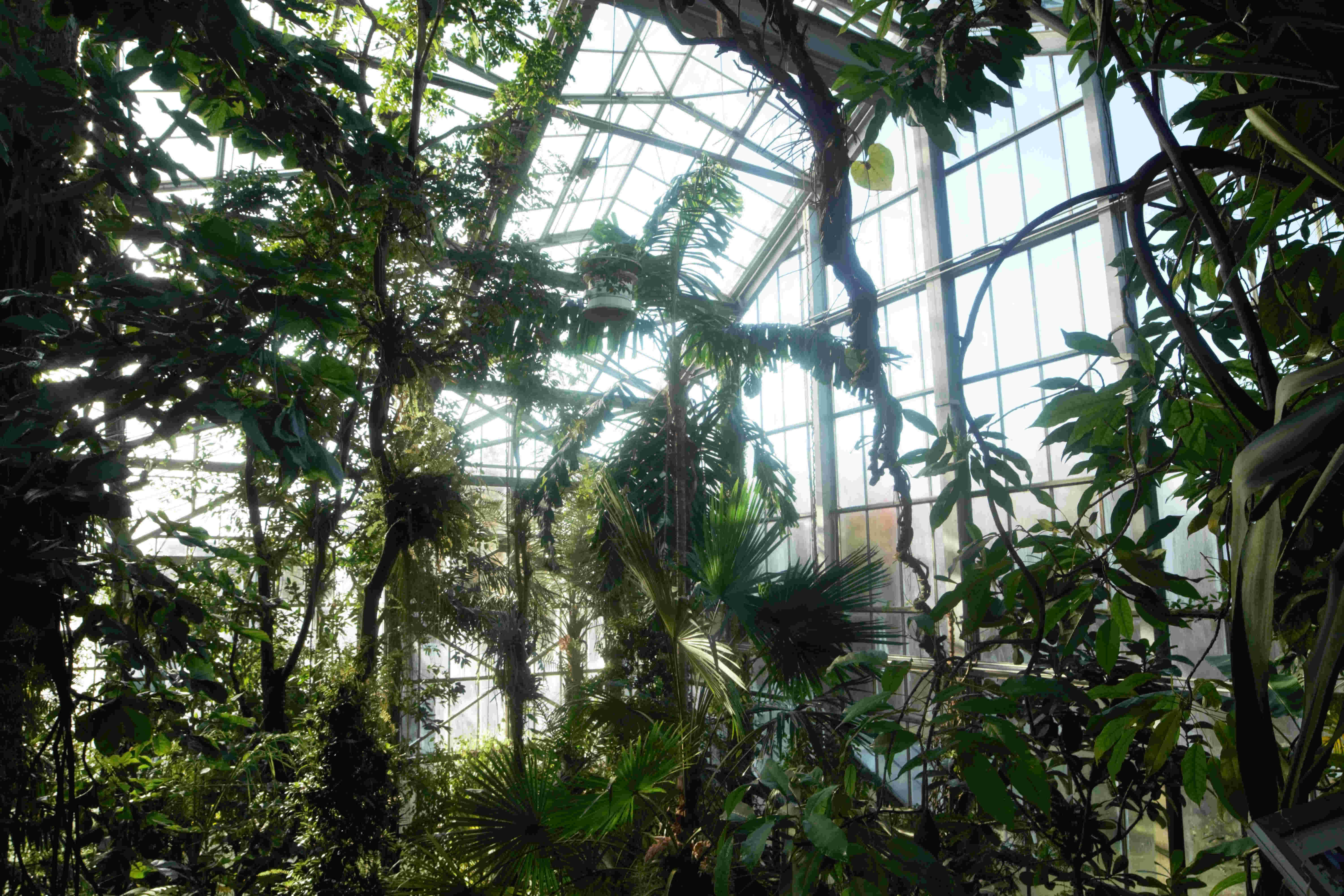 Rainforest House in the Botanical Garden © Botanical Garden