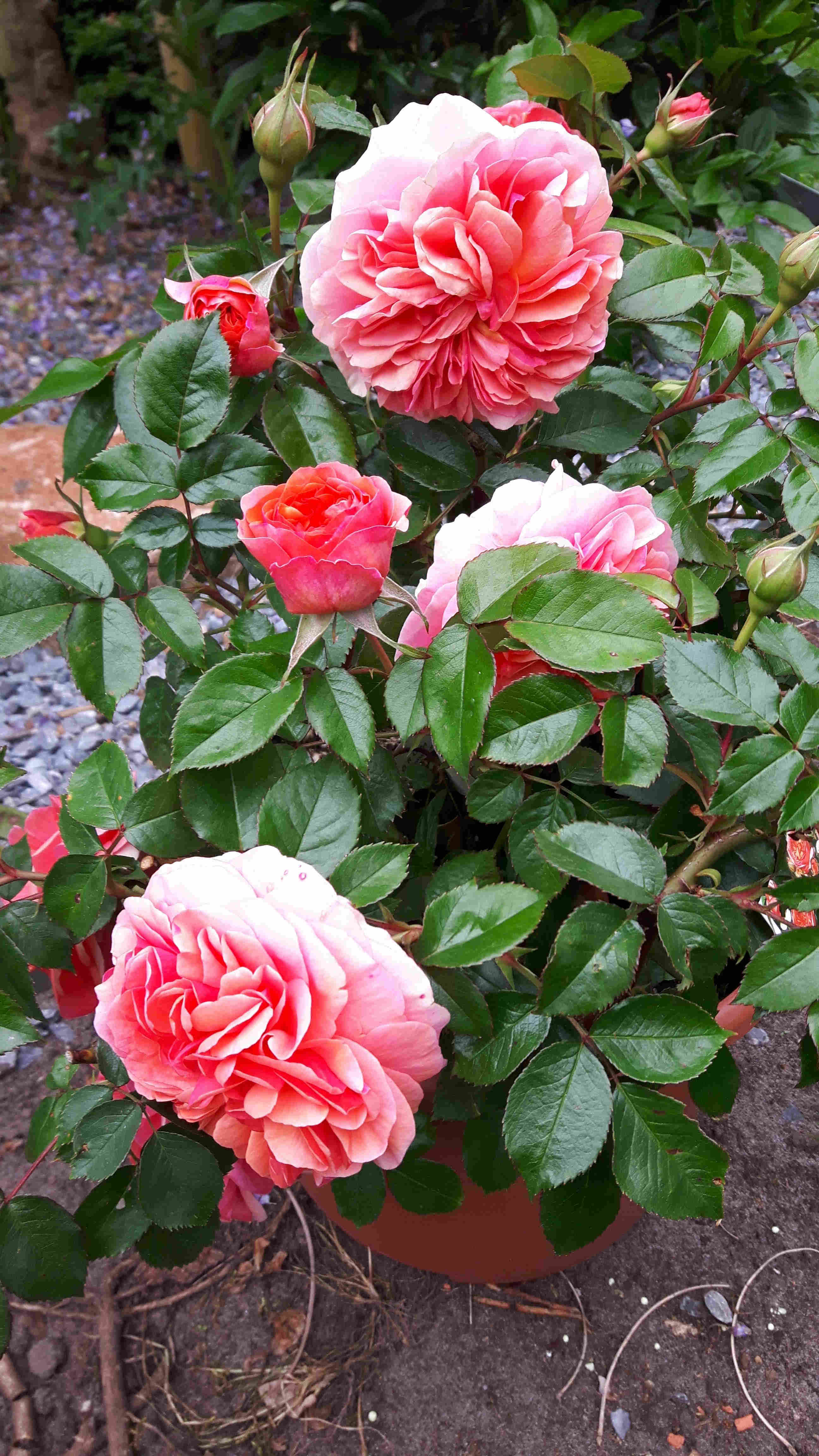 Some flowers of Rosa Chippendale