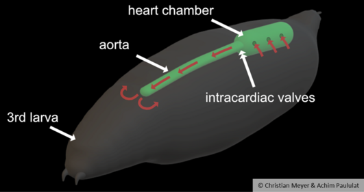 Eine schematische Abbildung einer Fruchtfliegen-Larve, die mit „3rd larva“ beschriftet ist; auf das grün dargestellt Herz zeigen Pfeile mit den Begriffen „heart chamber“, „aorta“ und „intercardiac valves“.