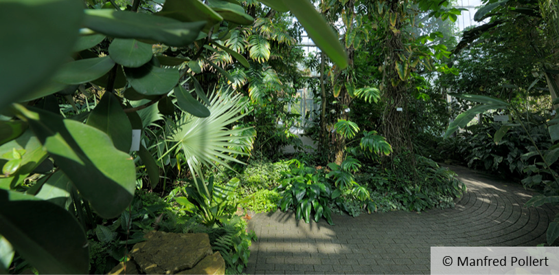 Blick ins Regenwaldhaus des Botanischen Gartens, © Manfred Pollert

